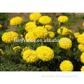 Top Quality Marigold flower seed for planting